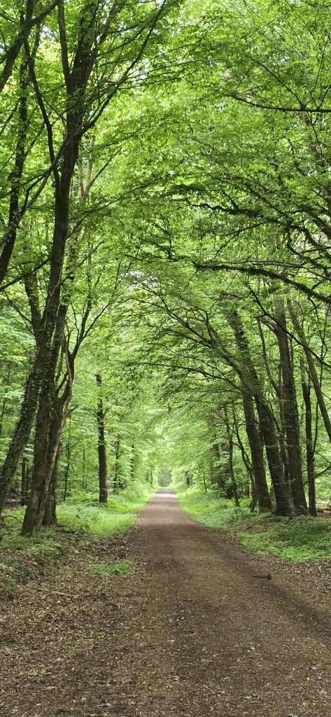 Waldweg bei Hohenlockstedt